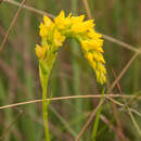 Image of Schizochilus sulphureus Schltr.