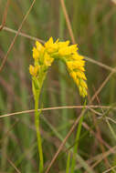 Image of Schizochilus sulphureus Schltr.