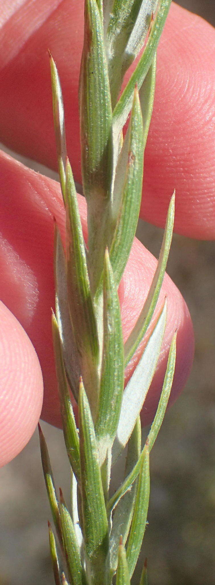 Image of Oedera pungens subsp. pungens