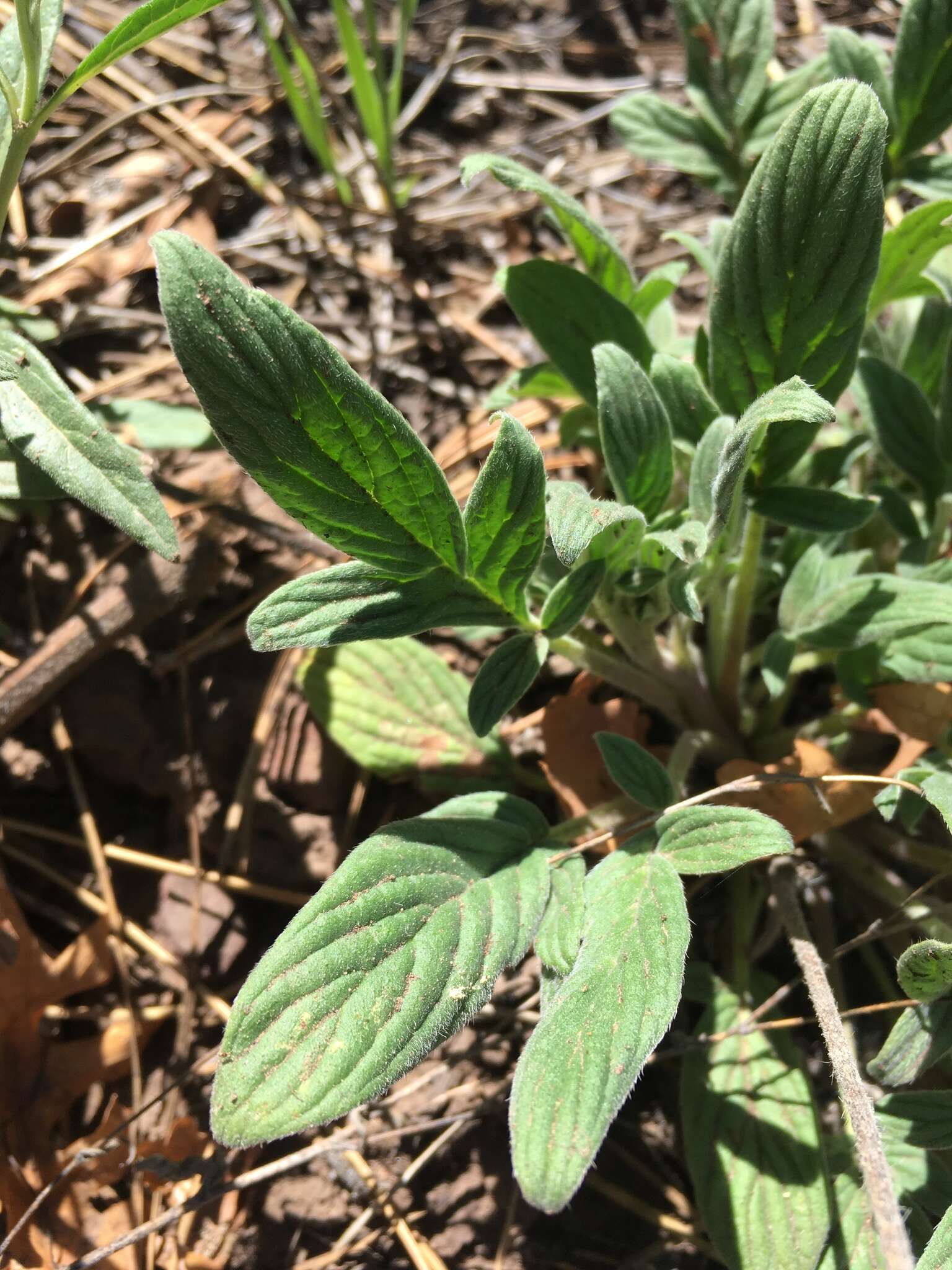 Image of Variable-Leaf Scorpion-Weed