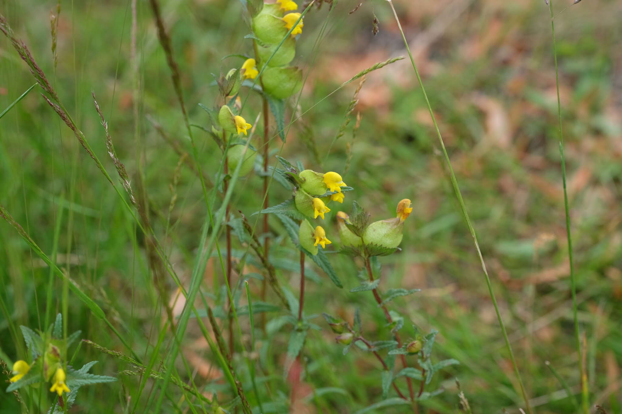 Image of Yellow rattle