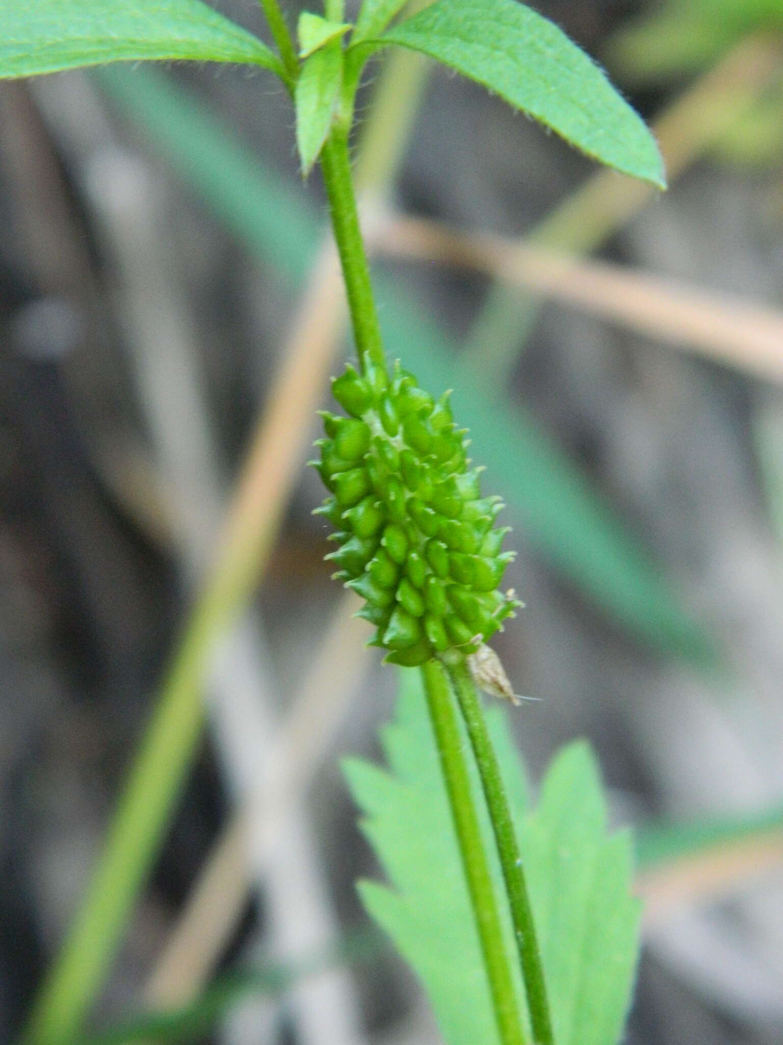 Imagem de Ranunculus pensylvanicus L. fil.