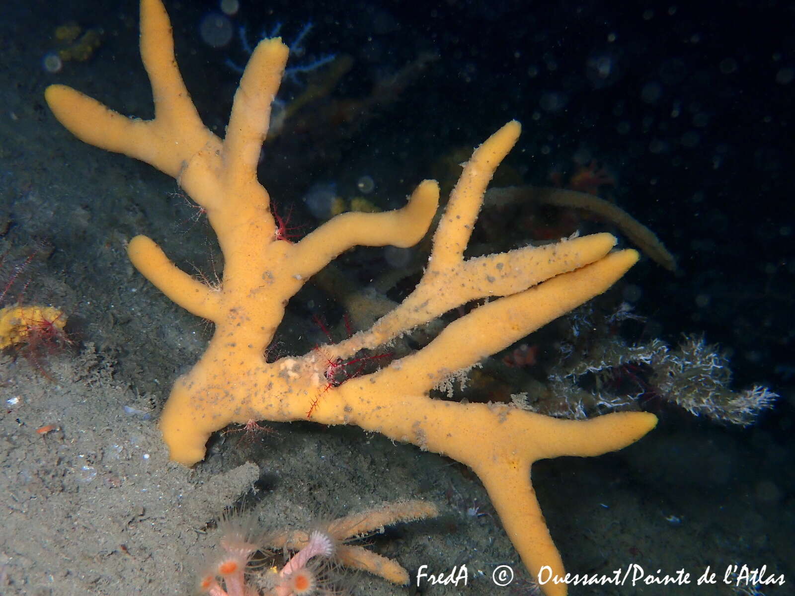 Image of branching sponge