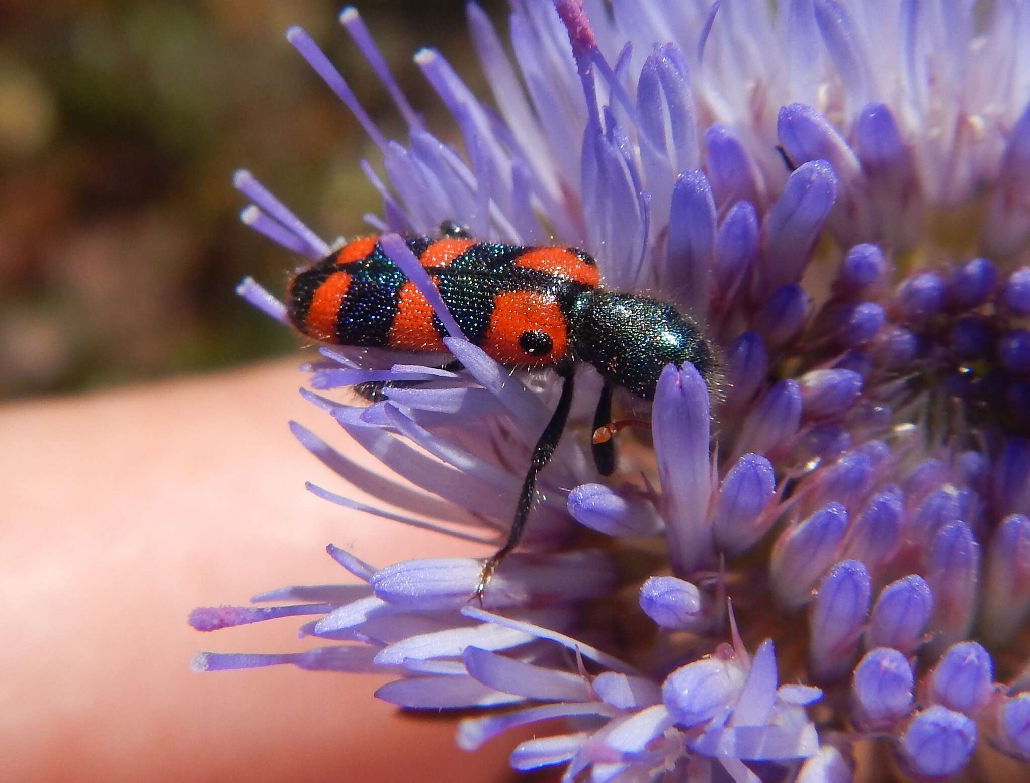 Image of <i>Trichodes leucopsideus</i>