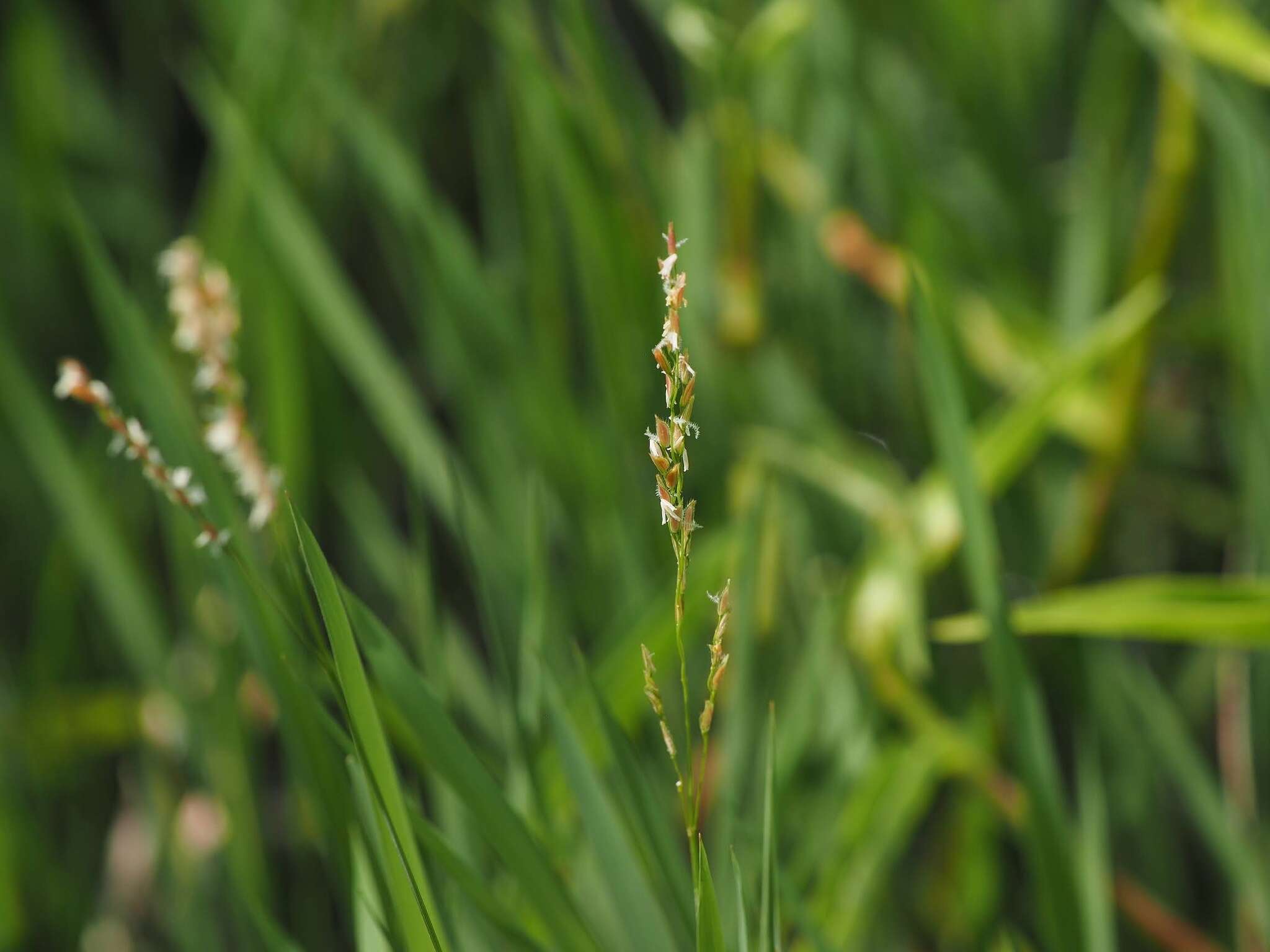 Image of southern cutgrass