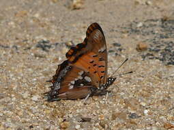 Plancia ëd Charaxes jahlusa Trimen 1862