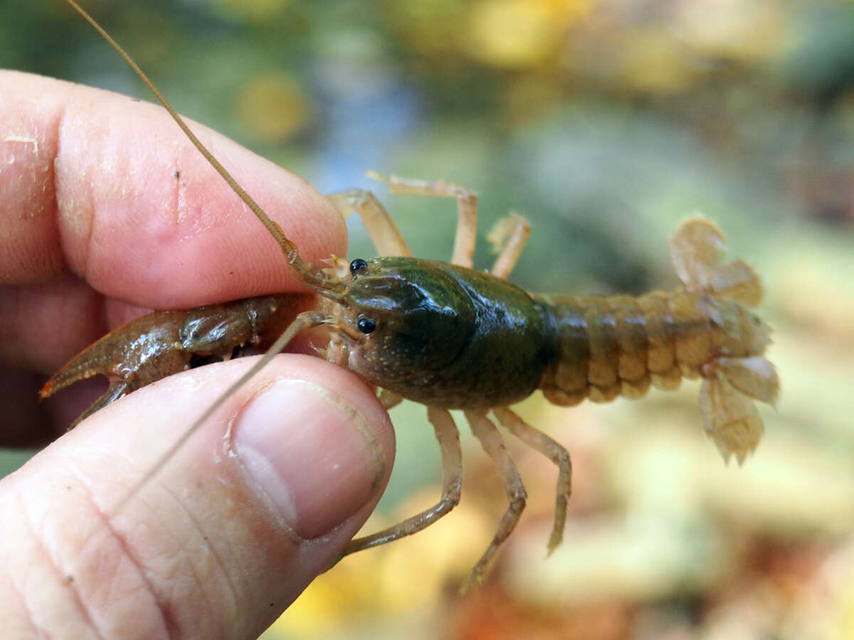 Imagem de Cambarus bartonii cavatus Hay 1902