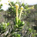 Image of Gnidia geminiflora E. Mey. ex Meissn.