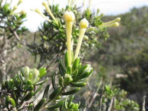 Sivun Gnidia geminiflora E. Mey. ex Meissn. kuva