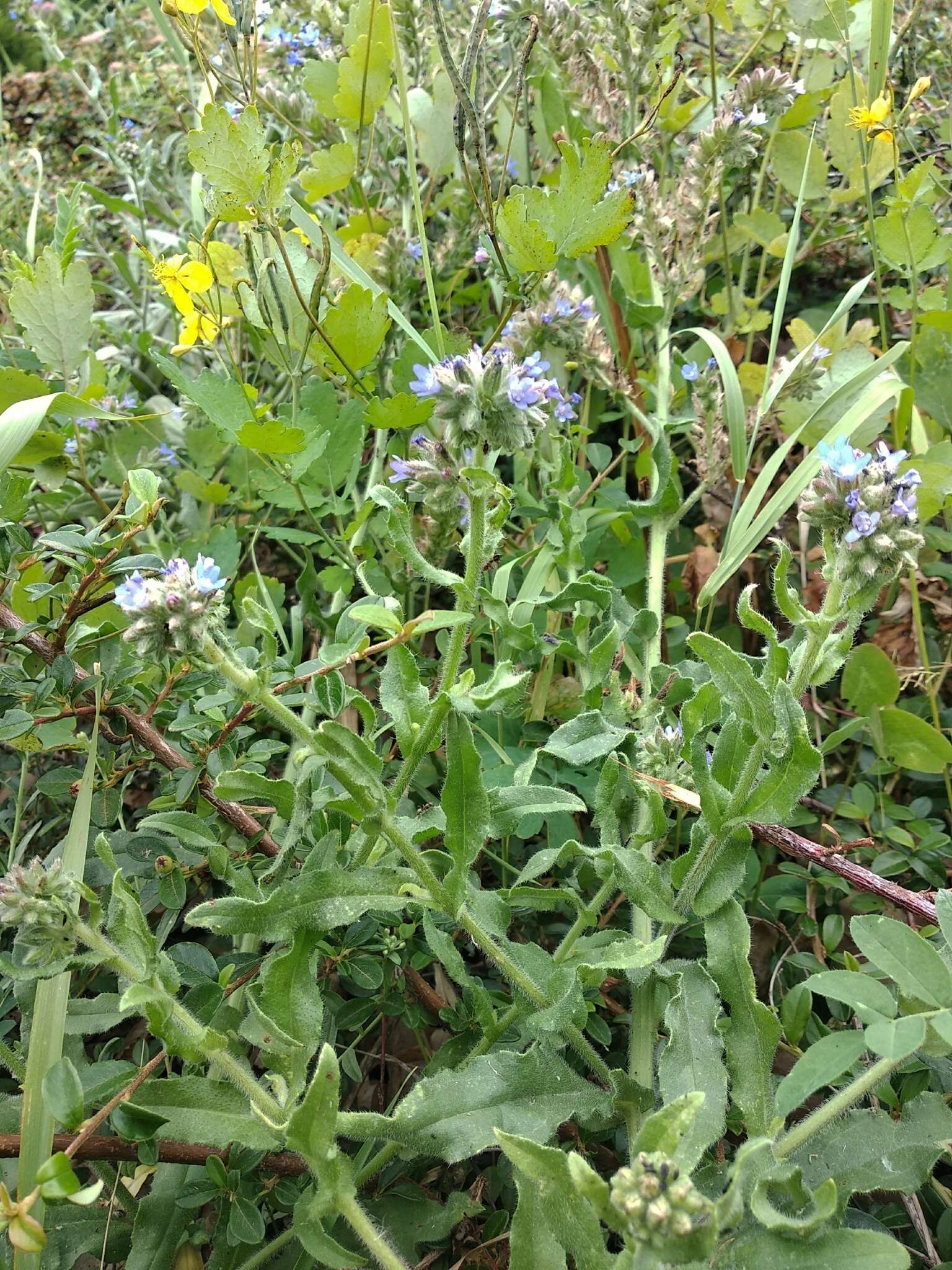 Image of Anchusa procera Bess. ex Link