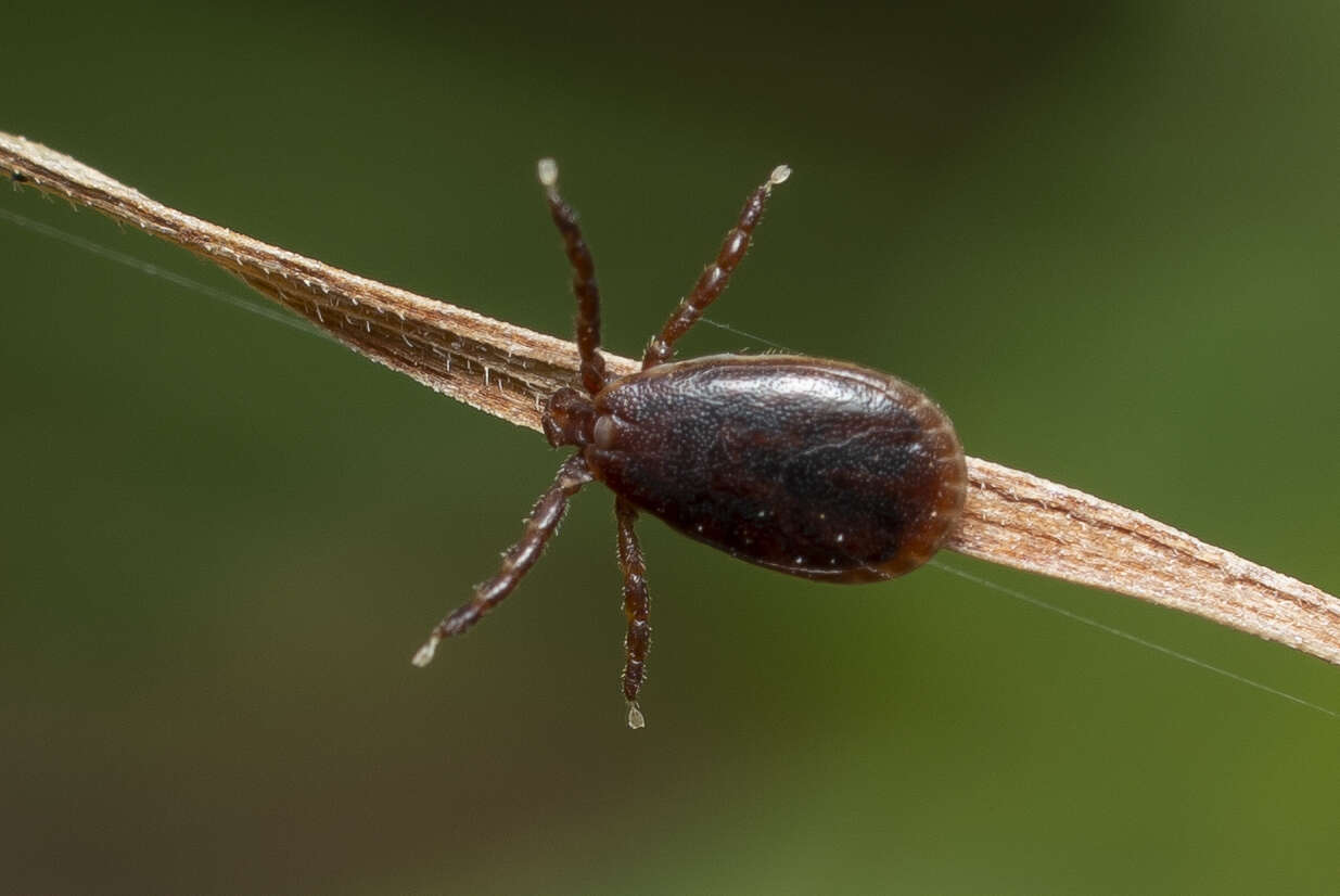 Imagem de Haemaphysalis parva (Neumann 1897)