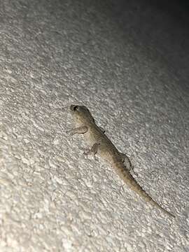 Image of East Canary Gecko