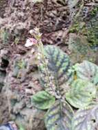 Image of Gloxinia erinoides (DC.) Roalson & Boggan