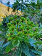 Image of Euphorbia bivonae Steud.