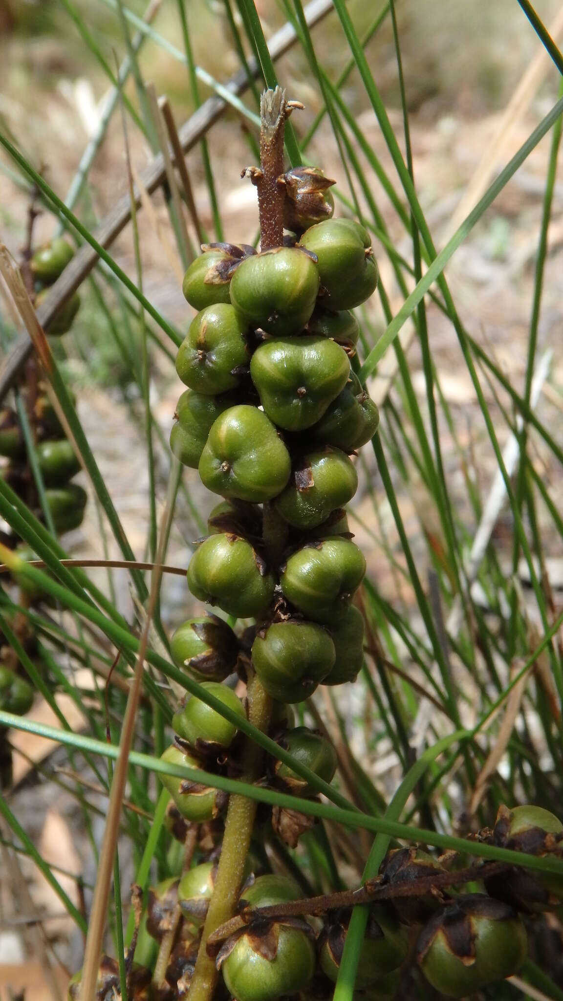 Image of Lomandra micrantha (Endl.) Ewart