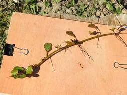 Ludwigia grandiflora (Michaux) Greuter & Burdet resmi