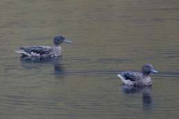 Image of Andean Teal