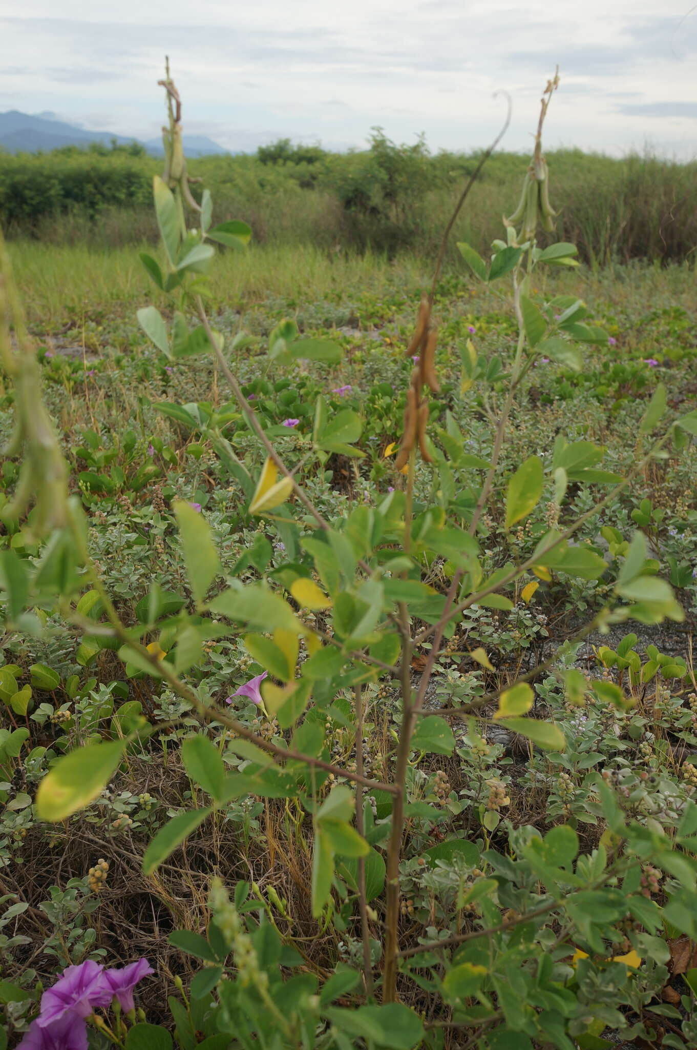 Image of smooth rattlebox