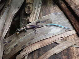 Image of Pacific Blue-Tail Skink