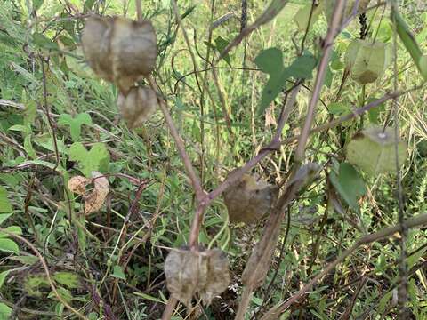 Plancia ëd Physalis cordata Miller