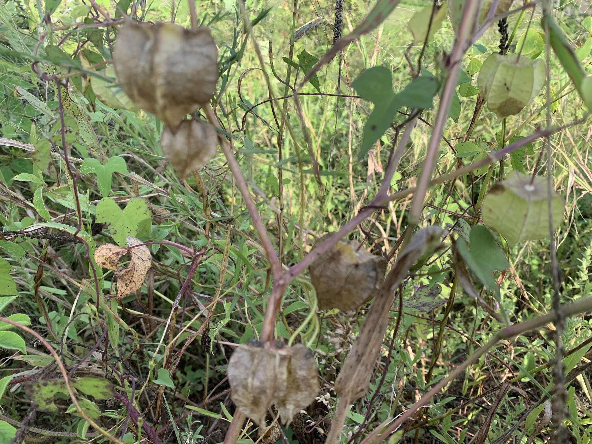 Physalis cordata Miller resmi