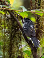 Image of Ochre-rumped Antbird