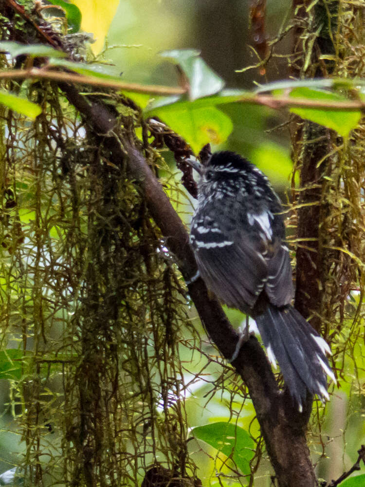 Image of Ochre-rumped Antbird