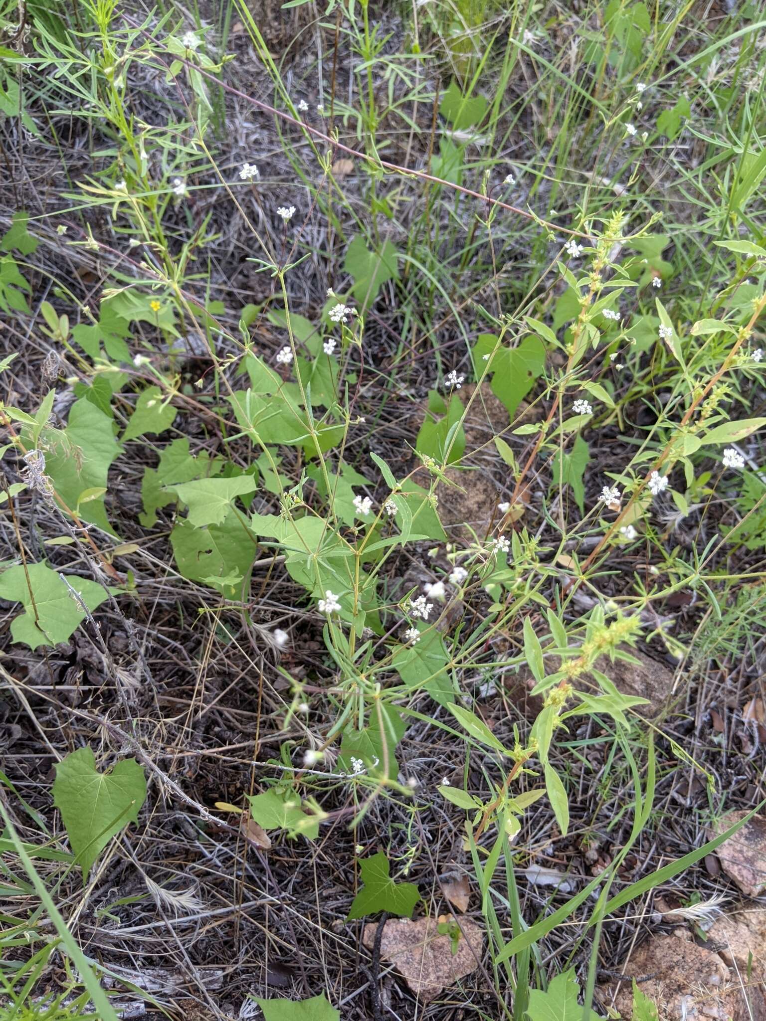 Image of wirestem buckwheat