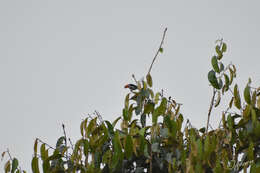 Image of Scarlet-headed Flowerpecker