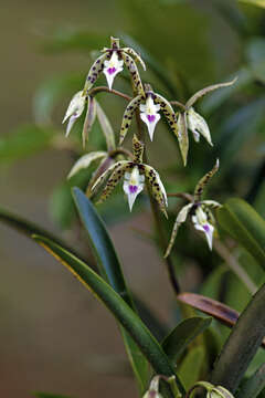 Image de Prosthechea prismatocarpa (Rchb. fil.) W. E. Higgins