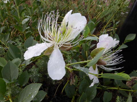 Image of Capparis spinosa var. herbacea (Willd.) Fici