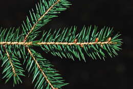 Image of Martinez's Spruce