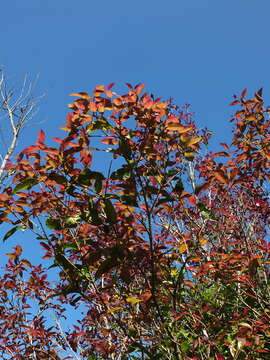 Image of Olea dioica Roxb.