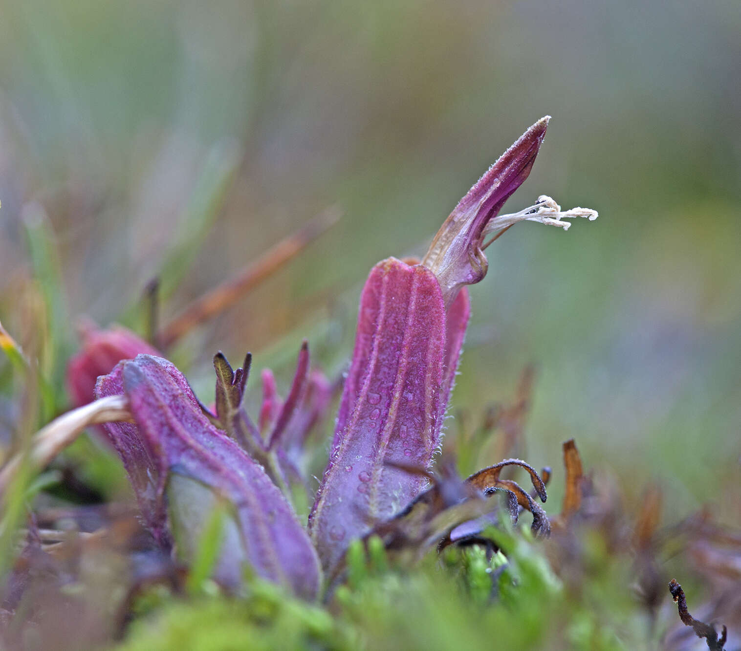 Image of Castilleja pumila (Benth.) Weddell