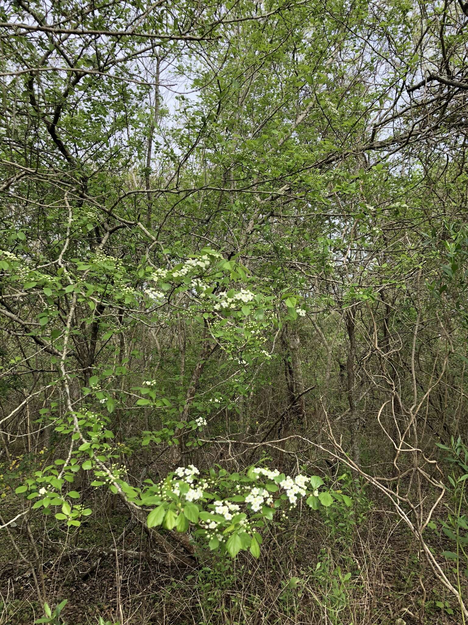 Слика од Crataegus viridis L.