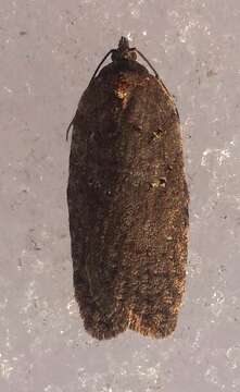 Acleris caliginosana Walker 1863的圖片