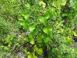 Plancia ëd Ipomoea anisomeres Robinson & Bartlett