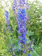 Image of Delphinium retropilosum (Huth) Sambuk