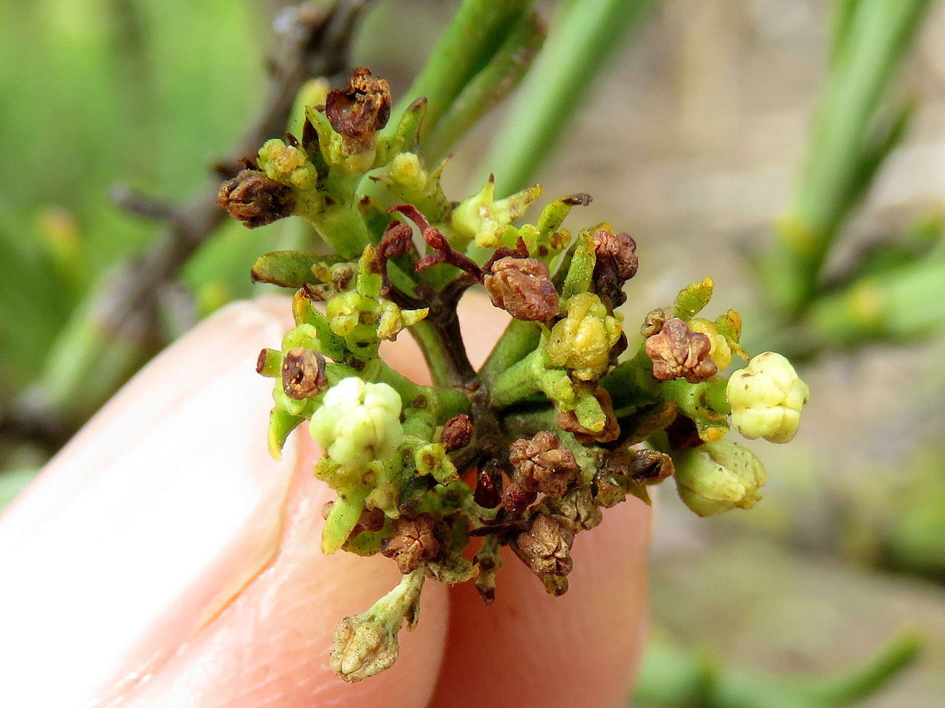 Image of Thesium strictum P. J. Berg.