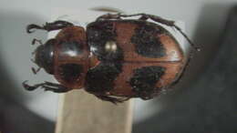 Imagem de Cyclocephala conspicua Sharp 1877