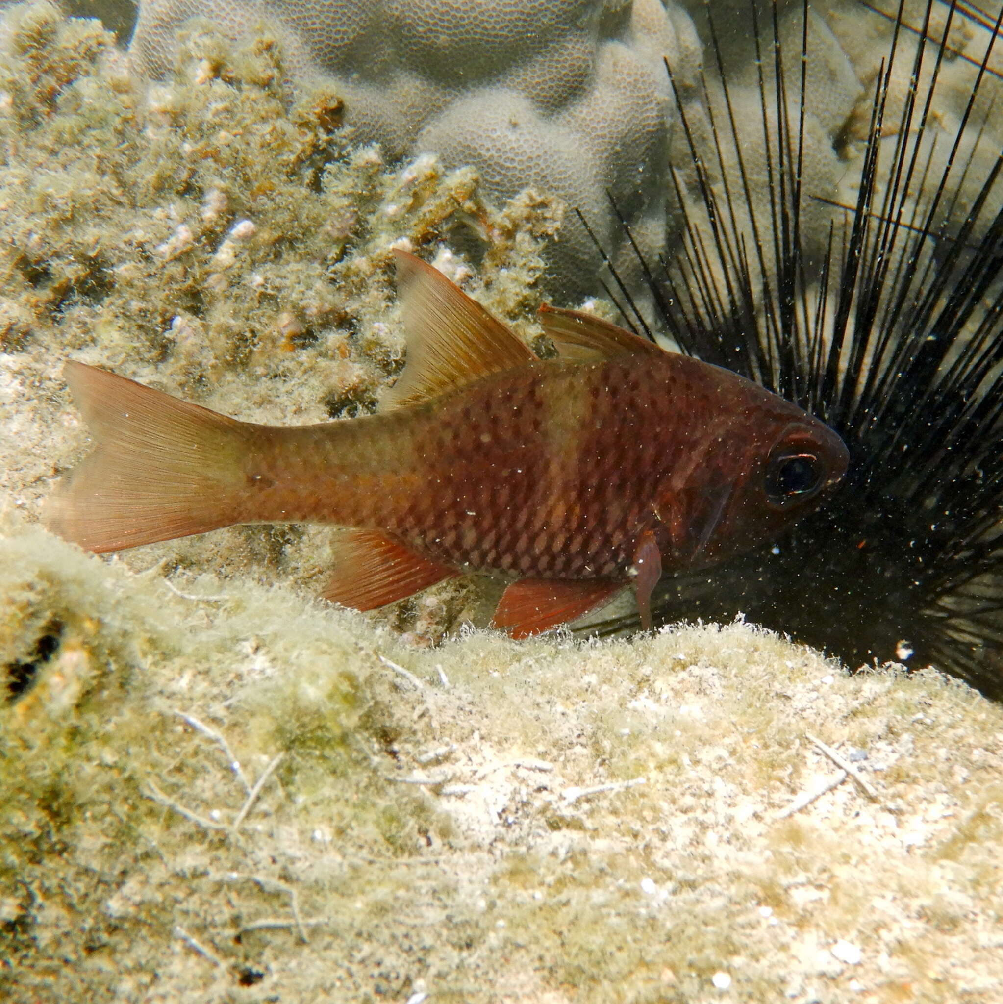 Image of Norfolk cardinalfish