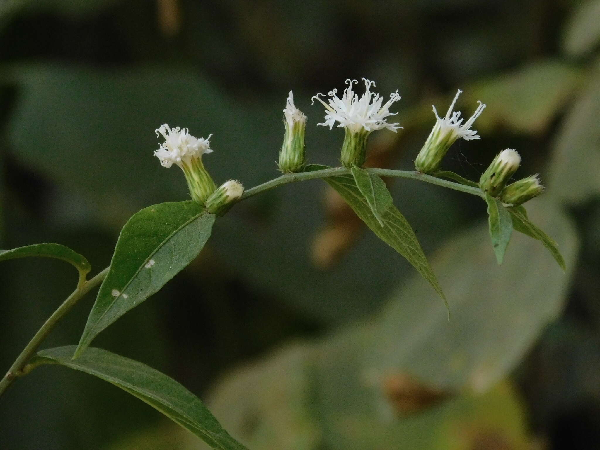 Image de Lepidaploa tarijensis (Griseb.) H. Rob.