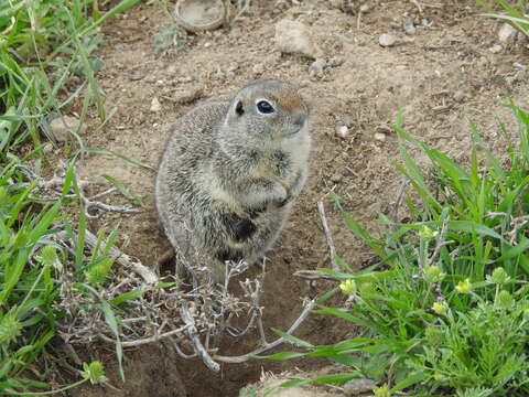 Image of Townsend's ground squirrel