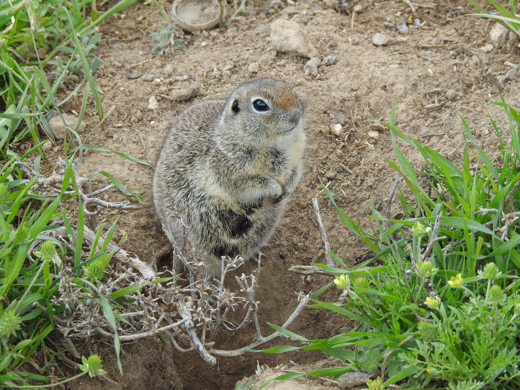 Image of Townsend's ground squirrel