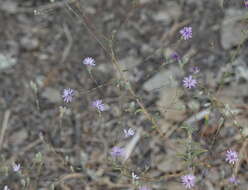 Plancia ëd Lessingia leptoclada A. Gray