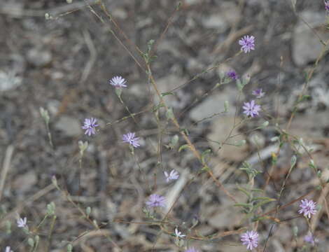 Plancia ëd Lessingia leptoclada A. Gray