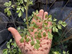 Image of Fendler's meadow-rue