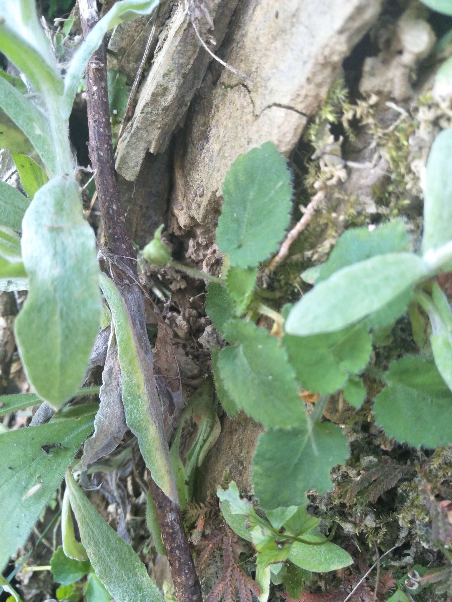 Sivun Viola diffusa Ging. ex DC. kuva