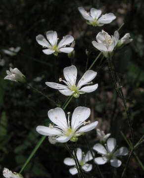 Imagem de Eremogone saxatilis (L.)