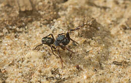 Image of Adoxotoma nitida Gardzińska & Zabka 2010